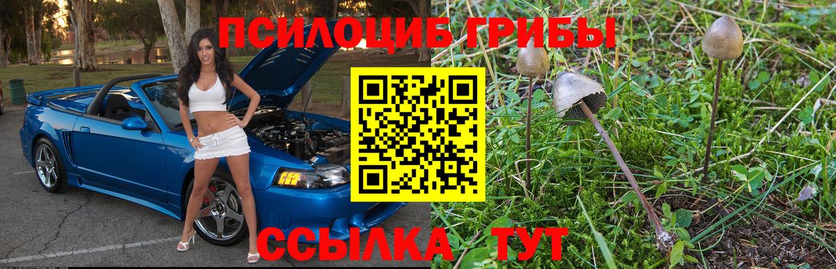 Саранск  Псилоцибиновые грибы Psilocybine cubensis  Вход с VPN 